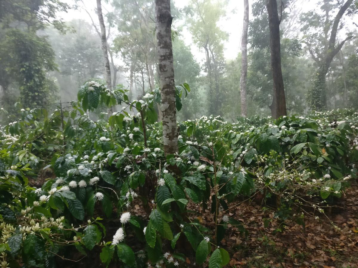 Robin Woods Homestay Sakleshpur Dış mekan fotoğraf